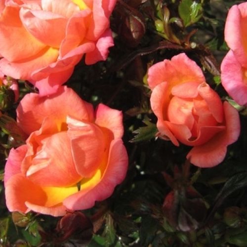 Rosa Thank You - roz - Trandafir copac cu trunchi înalt - cu flori mărunți - coroană compactă